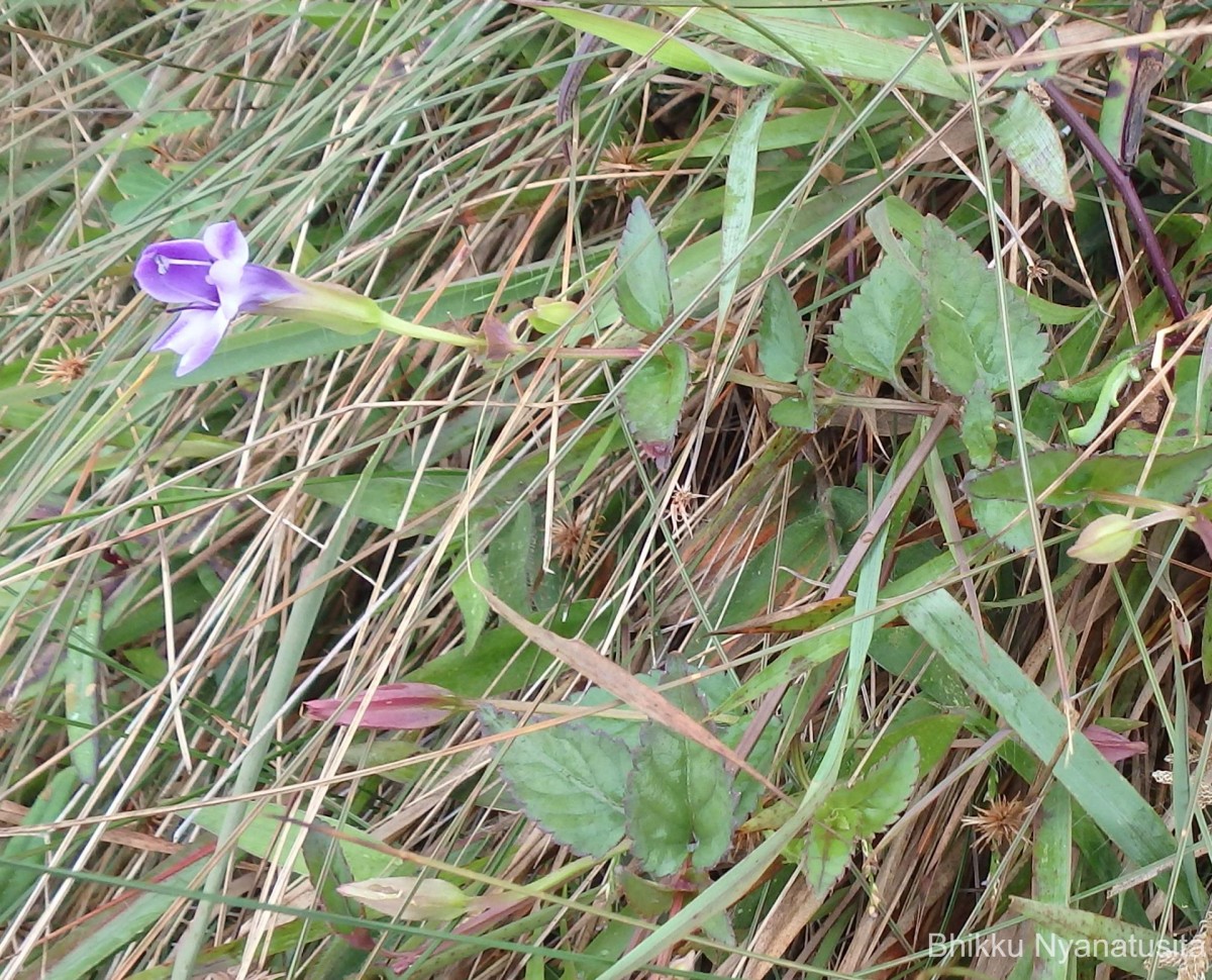 Torenia cyanea Alston